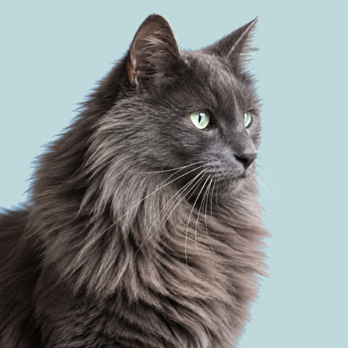 Pet